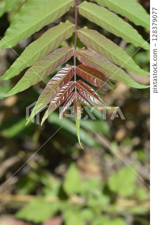 Tree of heaven Tree of heaven 128379077