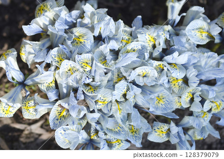 Iris Katherine Hodgkin Iris Katherine Hodgkin 128379079