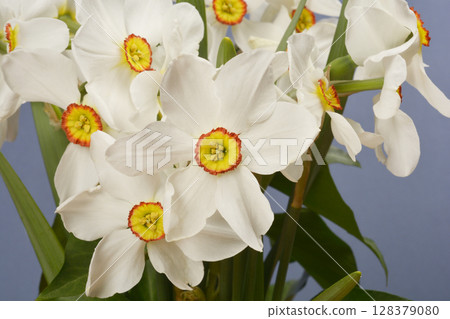 Poets daffodil Poets daffodil 128379080