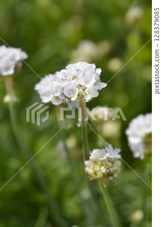 Sea Thrift Armada White 128379085