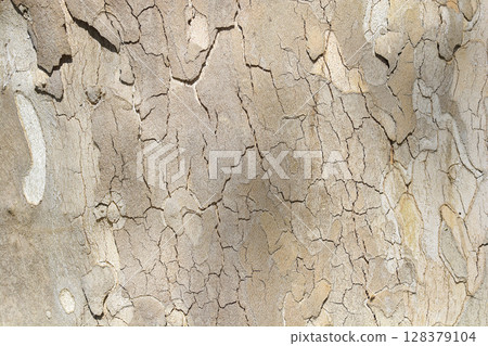 London plane 128379104