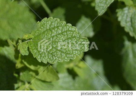 Lemon balm 128379109