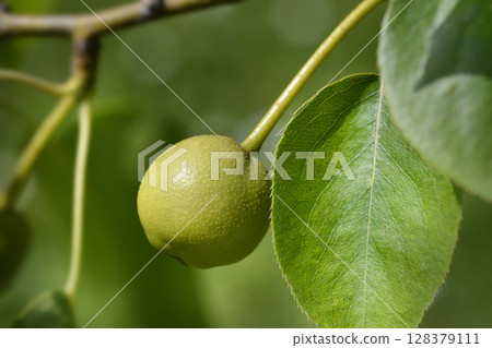 Japanese pear 128379111
