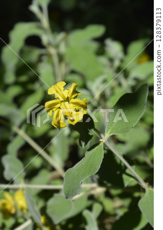 Jerusalem sage 128379113
