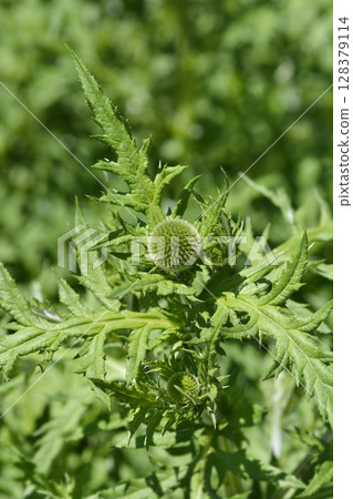 Southern globethistle 128379114