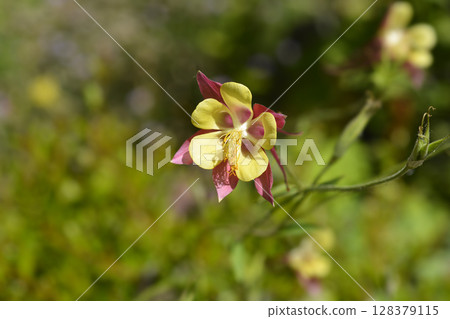 Columbine flower 128379115
