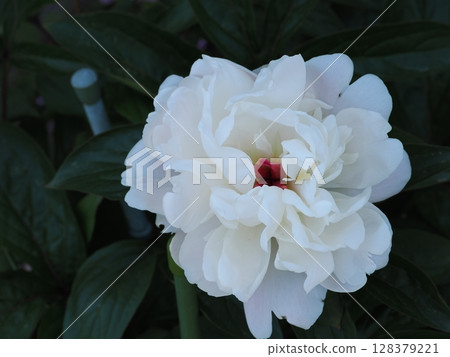Landscape with peony 128379221
