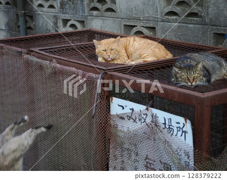Stray cat cooling off Stray cat cooling off 128379222