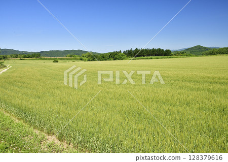 夏天拍攝北海道厚生町的麥田風光 128379616