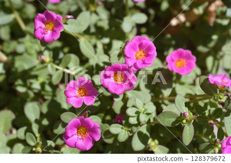 Moss-rose purslane 128379672