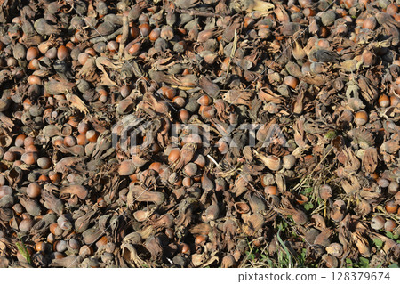 Harvested hazelnuts 128379674