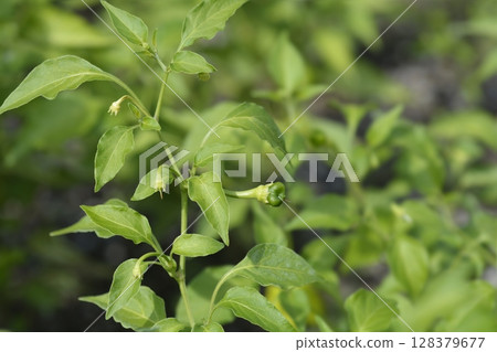 Chilli pepper plant Christmas Bell 128379677