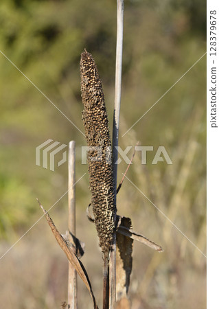 Bulrush millet 128379678