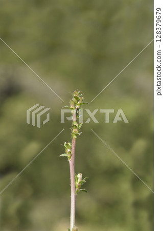 Endive Endive 128379679