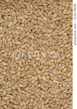 Pearl barley grains Pearl barley grains 128379699