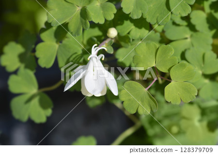 Fan-leaved columbine Cameo White 128379709