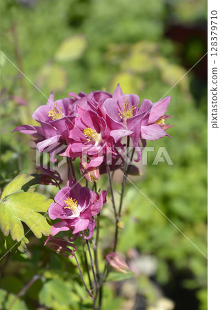 ColumbineWinky Rose-Rose 128379710