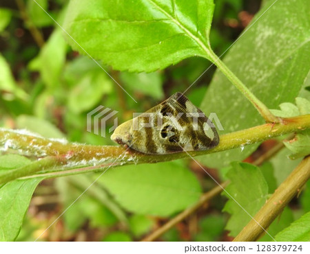 大白斑蚱蜢 128379724