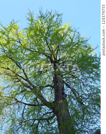 Landscape with a large ginkgo tree 128379755