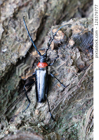 A red-necked longhorn beetle resting on a tree 128379777