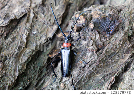 A red-necked longhorn beetle resting on a tree 128379778