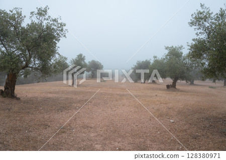 Tranquil Olive Grove Landscape on a Misty Morning Capturing Nature s Serenity 128380971