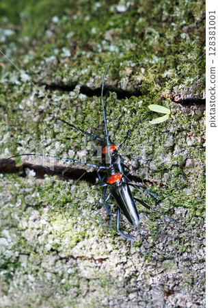 Mating of the red-necked longhorn beetle 128381001