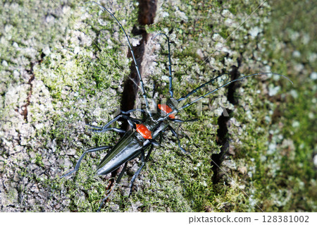 Mating of the red-necked longhorn beetle 128381002