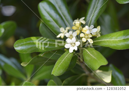 Mock Orange 128381052
