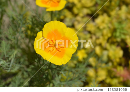 Golden poppy flower Golden poppy flower 128381066