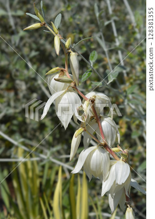 Variegated needle palm Golden Sword Variegated needle palm Golden Sword 128381355