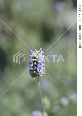 Common lavender 128381358