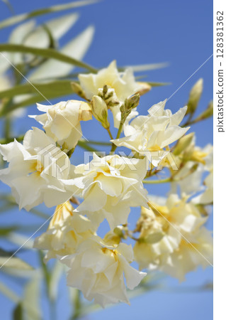 Common oleander Common oleander 128381362