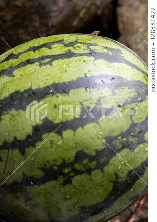 山間溪水冷卻西瓜 128381422