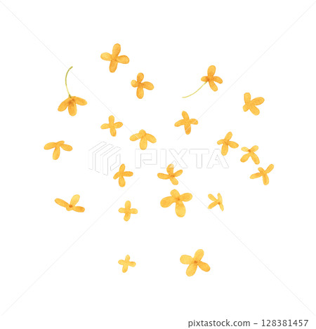 Osmanthus illustration watercolor 128381457