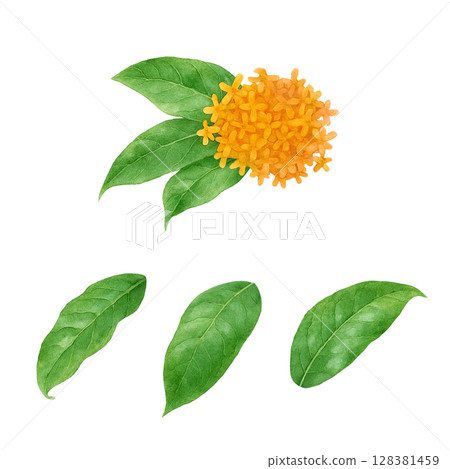 Osmanthus illustration watercolor 128381459