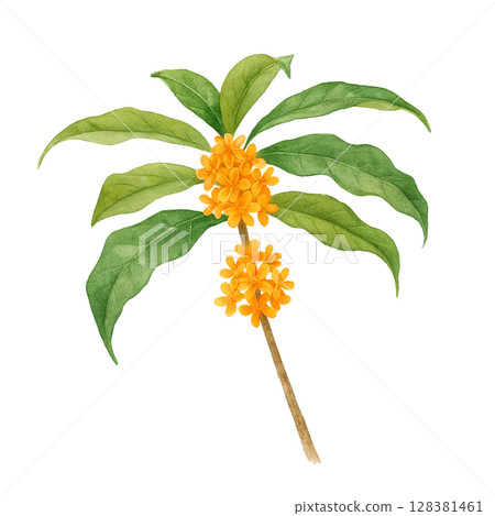 桂花插畫水彩 128381461