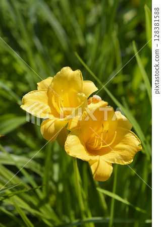 Daylily Stella de Oro Daylily Stella de Oro 128381588