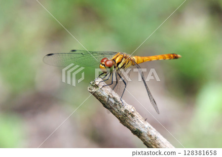 A summer darter resting on a branch A summer darter resting on a branch 128381658