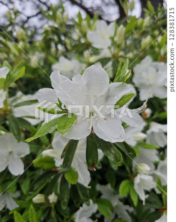 白杜鵑花 128381715