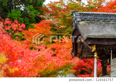 Kuwayama Shrine awash in autumn leaves Kuwayama Shrine awash in autumn leaves 128381757