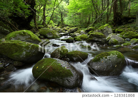 A clear stream flowing through a green forest A clear stream flowing through a green forest 128381808