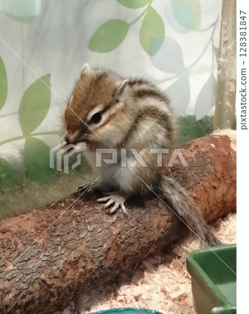 可愛的花栗鼠吃食物 可愛的花栗鼠吃食物 128381847