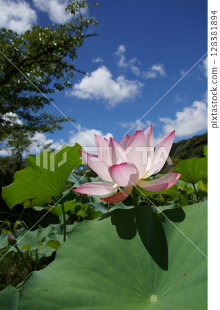 夏日天空下閃耀的美麗蓮花（下關市東行庵） 128381894