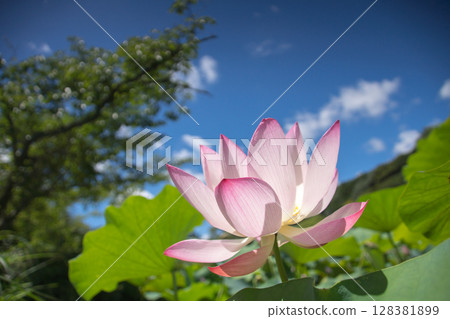 Lotus flowers blooming beautifully under the summer sky (Togyoan, Shimonoseki City) 128381899