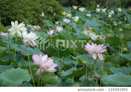 Pink and white lotus flowers in full bloom (Togyoan, Shimonoseki City, 2024) 128381902