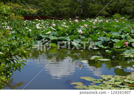Midsummer, lotus pond in full bloom, summer sky reflected on the water (Togyoan, Shimonoseki City, 2024) 128381907