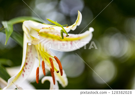 Tokorozawa City, Saitama Prefecture, Tamon-in Temple, lilies and praying mantises 128382028