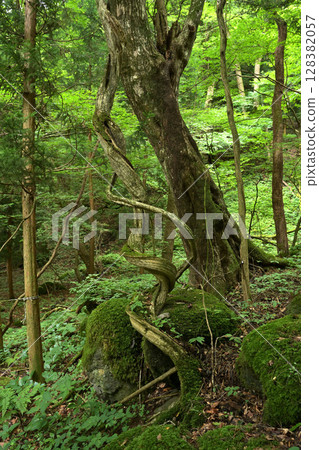 在森林深處 在森林深處 128382057