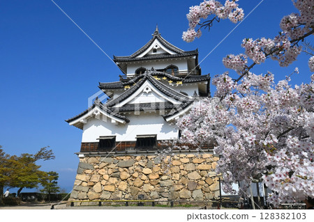 滋賀縣彥根城國寶天守閣和盛開的櫻花 128382103